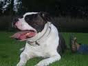 Tombstone's Diesel