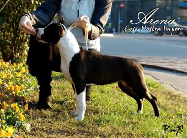 Arena Cosa Nostra Impero