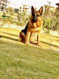 Mo Faissal