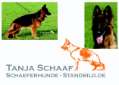 SchaeferhundStandbild
